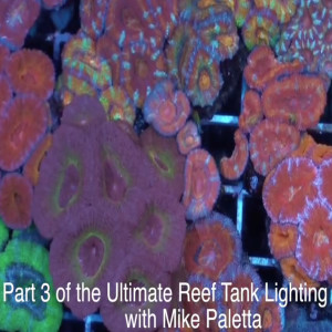 Part 3 - Reef Tank Lighting with Mike Paletta