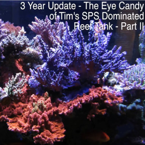 Part II of Tim's Beautiful 400 Gallon Reef - 1 Year Later - Coral Eye Candy - AmericanReef
