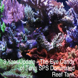 Tim's Beautiful 400 Gallon Reef - 1 Year Later - Coral Eye Candy -  AmericanReef Reef Keeping Video