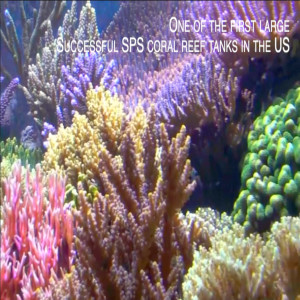One of the first successful beautiful large SPS dominated reef tanks in America