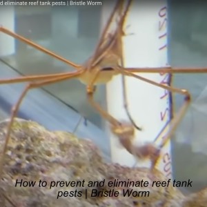 How to prevent and eliminate reef tank pests | Bristle Worm