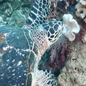 Raja Ampat - AmericanReef ReefKeeping - Diving Series