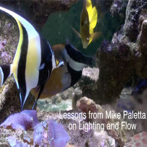 Reef Tank Lighting Fundamentals with Mike Paletta
