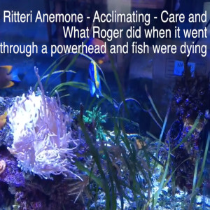 The Ritteri Anemone - when it went through a powerhead and fish were dying.