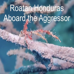 Roatan Honduras - Cayos Cochinos Dive - aboard the Roatan Aggressor - Americanreef Diving Series