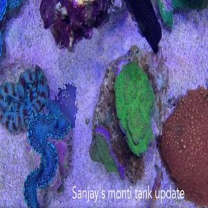 SanJays monti and soft coral tanks update - Setting up a saltwater aquarium