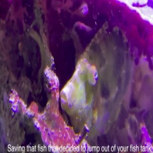 How To Save A Fish That Jumped Out Of Water - Fish CPR for ”dead fish” - Simple Saltwater Aquarium