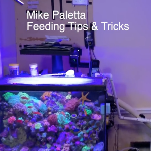 Mike Paletta - Feeding Tips and Tricks & Tank Updates - feeding fish that won't eat