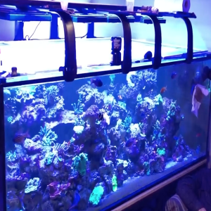 Part II - Paletta 500 Gallon Reef Tank Build Out - moving from a smaller reef tank to the ultimate