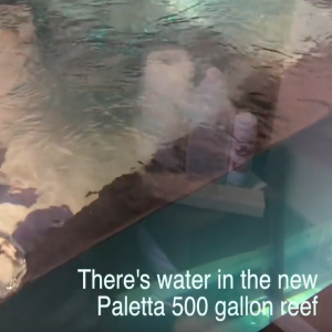 The Paletta 500 Gallon Reef Tank Build Out - Phase I - starting a large saltwater tank