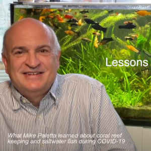What Mike Paletta learned about coral reef keeping and saltwater fish during COVID-19