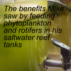 The benefits Mike saw by feeding phytoplankton and rotifers in his saltwater reef tanks