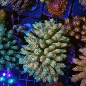 Growing Coral - Advice from high end coral farmer  -  Part 1