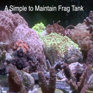 How to Setup a simple coral frag tank