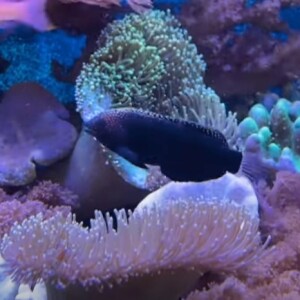 Paletta Sunlit Tank - some fish didn't make it | starter saltwater fish and coral suggestions