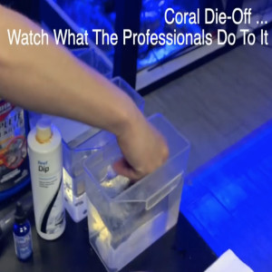 How to Stop Coral Die Off  - Keeping your saltwater reef tank pest free