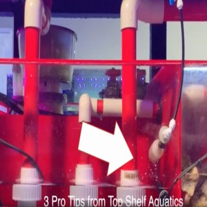 Three Pro ReefKeeping Tips from the Pros at Top Shelf Aquatics  - americanreef