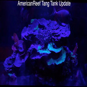Tang Tank Update - Americanreef saltwater reef keeping video