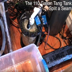 The Tang Tank Busted at the Seam - Saltwater Reef Tank Fails - Silicone Failure - Aquarium Disaster