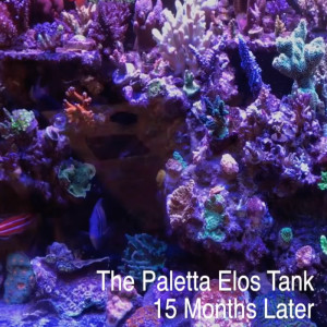 The Paletta ELOS SPS Dominated Show Tank - 12 Months of Hell - Growing SPS Coral