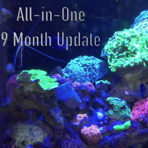 The DIY All-In-One BioCube After 9 Months - Americanreef Video Podcast and Reefkeeping Videos