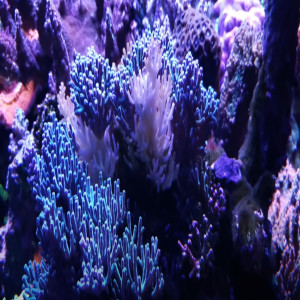 Tim's Reef Tank - Battling RTN and a Kalk overdose - New to Saltwater Reef aquarium