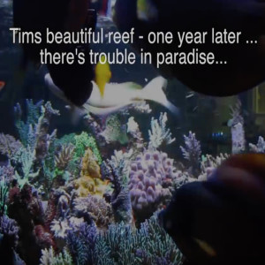 Tim's 400 Gallon Reef - 1 Year Update - RTN and STN hit some corals - there's trouble in paradise