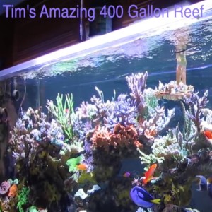 Tim's Amazing Journey with his Beautiful 400 Gallon Reef - AmericanReef Reef Keeping Video