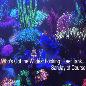 Who's got the best florescent reef tank ....  Sanjay of course - coral fluorescence