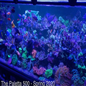 Paletta 500 Update - the effects of CO2