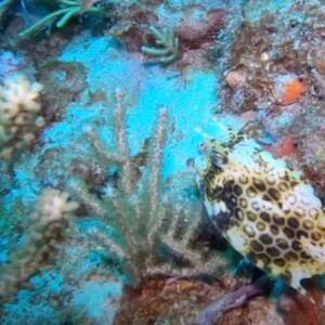 West Palm Beach Diving - Easily Accessible and Beautiful - AmericanReef Diving Series