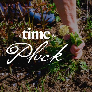 ”It’s Time to Pluck” - Ps. Leanne Matthesius