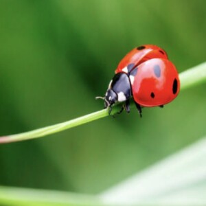 Adventures of Dotty - Ladybugs