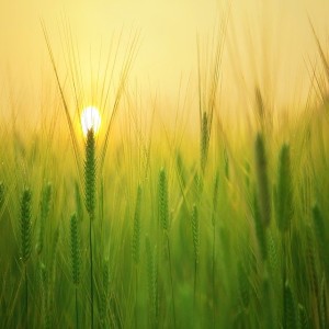 5 min clearing morning Guided meditation for positivity and grounding