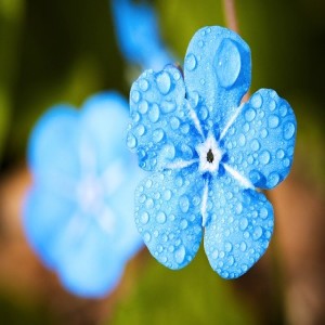 Rain Meditation for deep sleep and overthinking