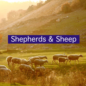 20220115 | Shepherds & Sheep | Terry Shelton