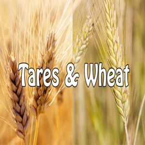 Tares and Wheat