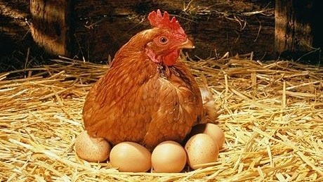 עונה 6 פרק 8 - קארל התרנגול