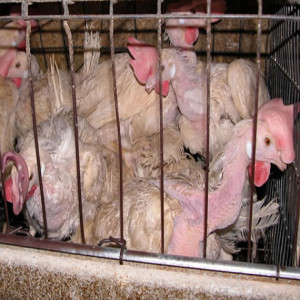 Bird Flu outbreak mass killing methods in industrial farms: An interview with Farm Sanctuary’s animal welfare expert