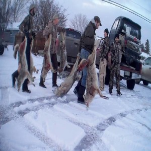 Coyote Killing Contests: Transcending urban rural differences in debates over bans, with Dr. Debra Merskin