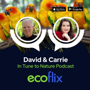 Ecoflix wildlife advocacy nonprofit entertainment streaming service: Interview with founder David Casselman
