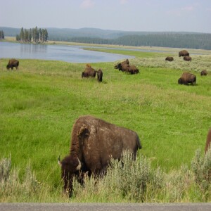 Protecting Yellowstone’s Wild Bison Herds from Slaughter: The Buffalo Field Campaign