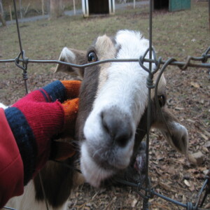 Build A Meaningful Life Helping Animals and Nature: Carrie & Melody Talk Personal Growth Opportunities