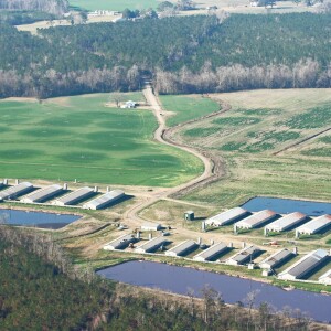 Safeguarding Rivers & Communities from Factory Farm Pollution: Waterkeeper Larry Baldwin on Pure Farms, Pure Water program