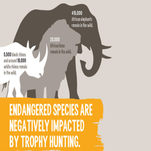 End U.S. Trophy Hunting: Why & How. An Interview with Born Free USA's Angela Grimes