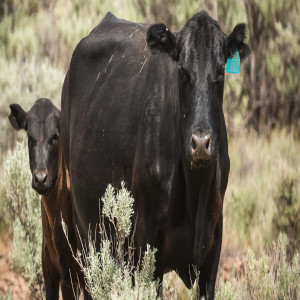 Cattle Grazing on Public Lands: We all Pay as Ecosystems & Wildlife Suffer