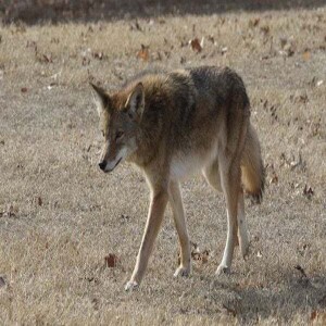 Coexistence with Coyote Family Neighbors: With Dr. Chris Mowry, Atlanta Coyote Project