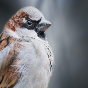 What is Welfare for Sparrows and Other Wild Animal Individuals? Wild Animal Initiative Interview