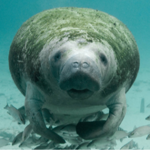 Protecting the Endangered Species Act (and Wild Animals) from trump Attacks: An Interview with Wildlife Legal Expert Tara Zuardo