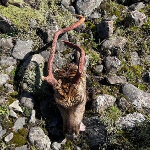 EP＞63 A Trophy Sika Stag, Roaring Reds and Horny Fallow Buck